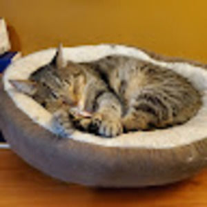 Meet your Posher, Robbin